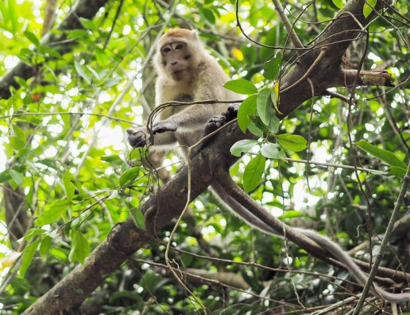 Khao Laks Little Amazon: Canoe, Trek & Waterfall Day Trip - Local Markets and Cultural Exploration