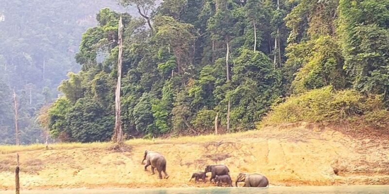 Khao Sok: Cheow Lan Lake Sunset Cruise W/ Drinks - Experience and Activities