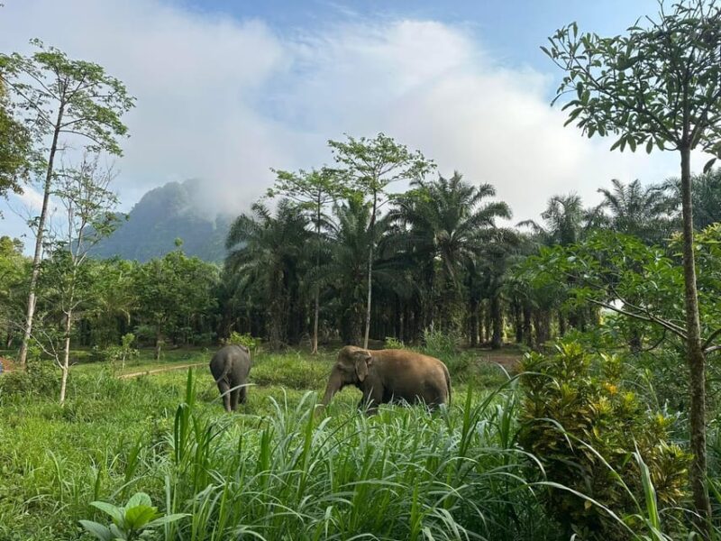 Khao Sok: Elephant Sanctuary With Eco Guided Tour - Specialized Diets for Each Elephant