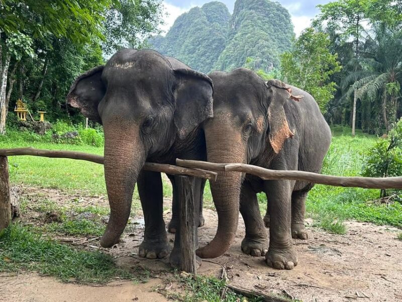 Khao Sok: Elephant Sanctuary With Eco Guided Tour - Feeding Elephants Nutritious Meals