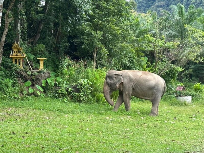 Khao Sok: Elephant Sanctuary With Eco Guided Tour - Engaging in Elephant Preparation