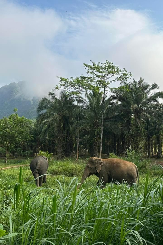 Khao Sok: Elephant Sanctuary With Eco Guided Tour - Respectful Animal Encounter