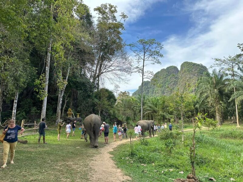 Khao Sok: Ethical Elephant Experience & Nature Walk - Hands-On Activities With Elephants