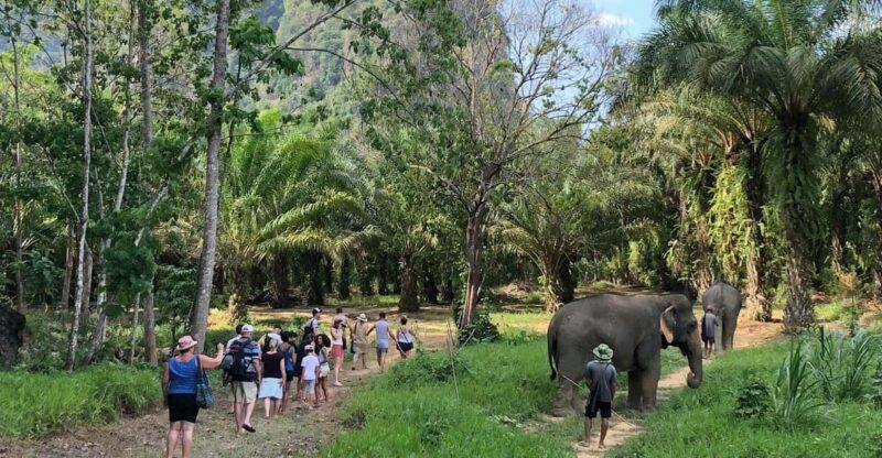 Khao Sok: Ethical Elephant Experience & Nature Walk - Eco-Tour Through the National Park