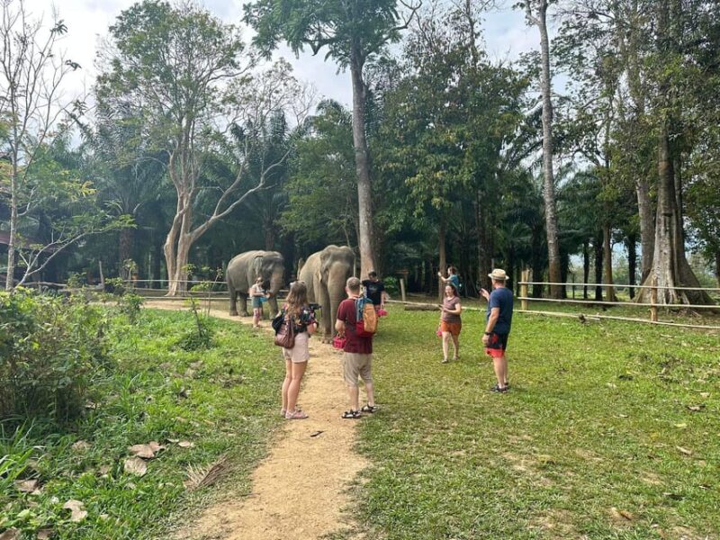 Khao Sok: Ethical Elephant Experience & Nature Walk - Conservation Efforts and Educational Insights
