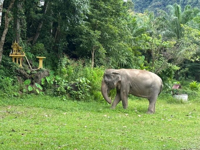 Khao Sok: Ethical Elephant Experience & Nature Walk - Positive Customer Feedback and Ratings