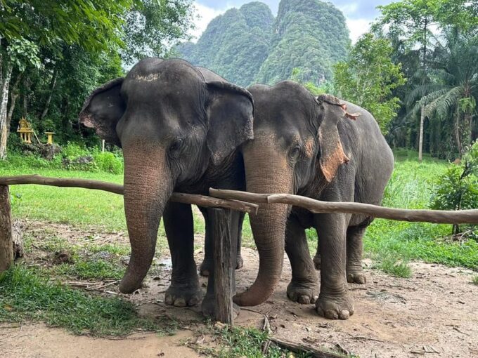 Khao Sok: Ethical Elephant Experience & Nature Walk - Frequently Asked Questions