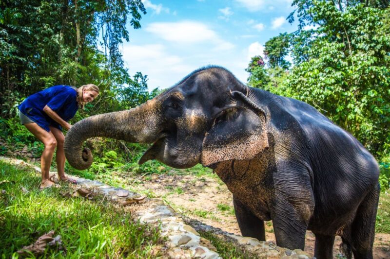 Khao Sok: Ethical Elephant Sanctuary Experience - Experience Highlights