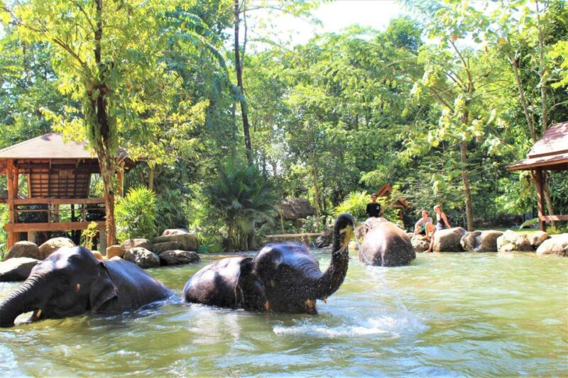 Khao Sok: Ethical Elephant Sanctuary Experience - Itinerary and Activities