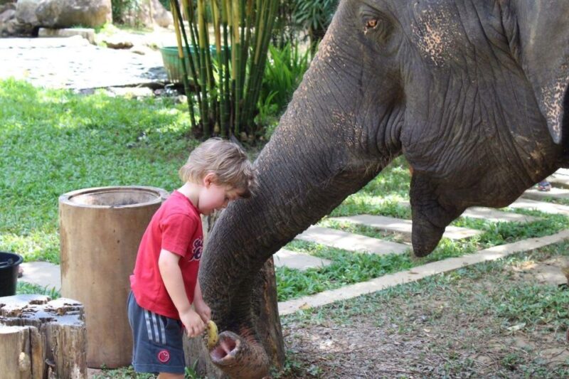 Khao Sok: Ethical Elephant Sanctuary Experience - Elephant Care and Welfare