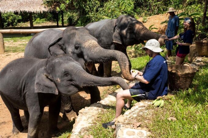 Khao Sok: Ethical Elephant Sanctuary Experience - What to Expect