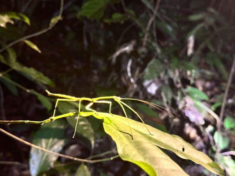 Khao Sok Jungle Sunset Wildlife Encounter & Bamboo Rafting - Experience and Activities