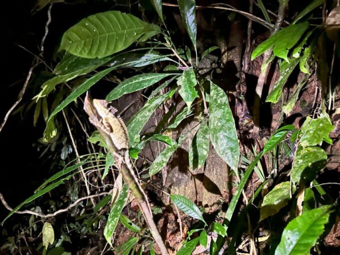 Khao Sok Jungle Sunset Wildlife Encounter & Bamboo Rafting - Frequently Asked Questions