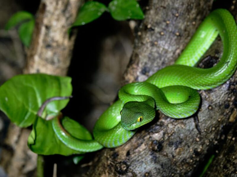 Khao Sok: Private Day Trekking, Jungle Dinner & Night Safari - Jungle Trekking Highlights