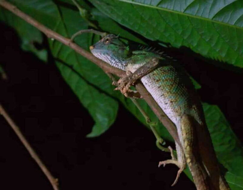 Khao Sok: Private Night Safari Adventure W/ Hotel Transfer - Exploring Khao Sok National Park at Night