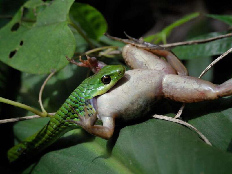 Khao Sok: Private Night Safari Adventure W/ Hotel Transfer - Observing Nocturnal Wildlife in Their Natural Habitat