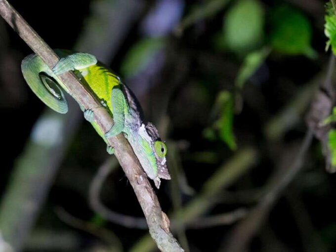 Khao Sok: Private Night Safari Adventure W/ Hotel Transfer - Whats Included and What to Bring