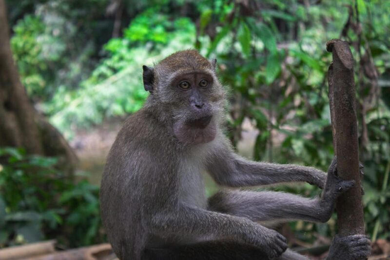 Khao Sok: Private Waterfalls and Wildlife Half-Day Trek - Key Points