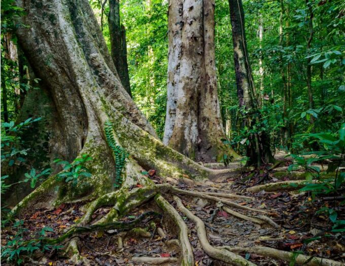 Khao Sok: Private Waterfalls and Wildlife Half-Day Trek - Capturing Stunning Moments