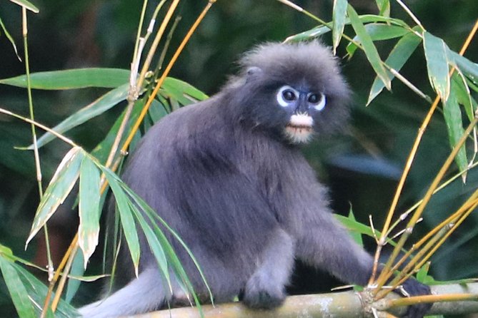 Khao Sok Wildlife 2 Days - Outdoor Activities and Excursions