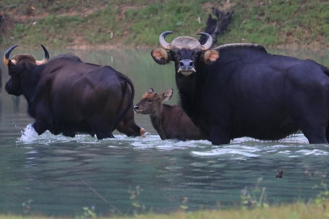 Khao Sok Wildlife 2 Days - Accommodation and Lodging