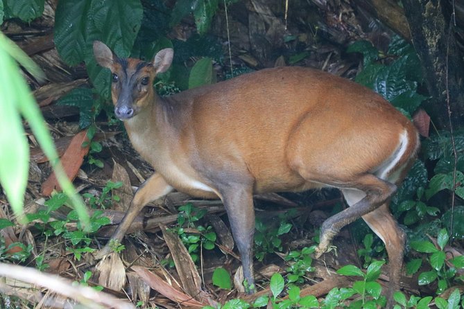 Khao Sok Wildlife 2 Days - Meals and Dining