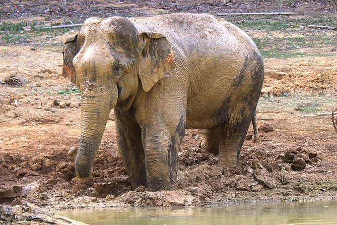 Khao Sok Wildlife 2 Days - Meeting and Pickup Details