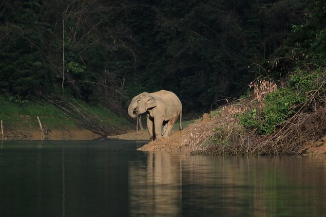 Khao Sok Wildlife 2 Days - Booking and Health Restrictions