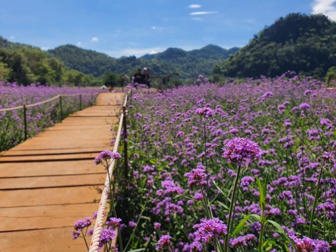 Khao Yai: All-Time Favorites Private Car Tour From Bangkok - Accommodations and Pickup Arrangements