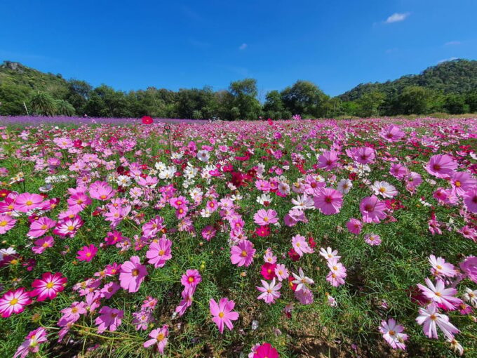 Khao Yai: All-Time Favorites Private Car Tour From Bangkok - Language Assistance for Travelers