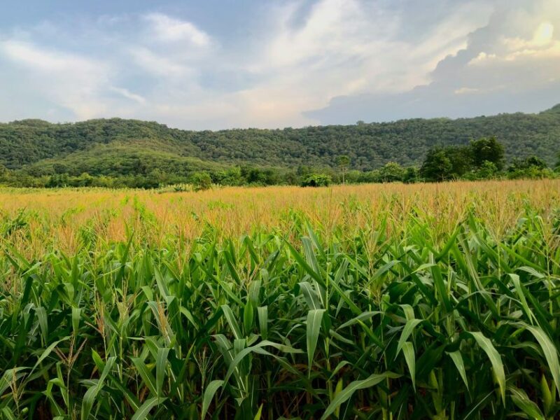 Khao Yai National Park - 1 N Camping - Key Points
