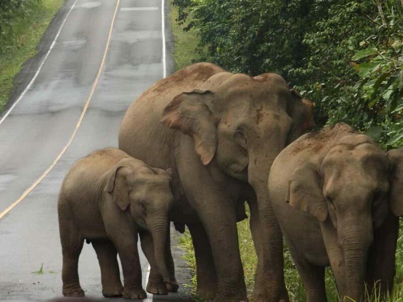 Khao Yai National Park: 2-Day Private Tour from Bangkok - Practical Tips for Your Trip