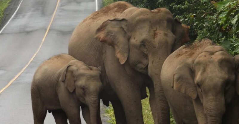 Khao Yai National Park: 2-Day Private Tour From Bangkok - Itinerary Highlights