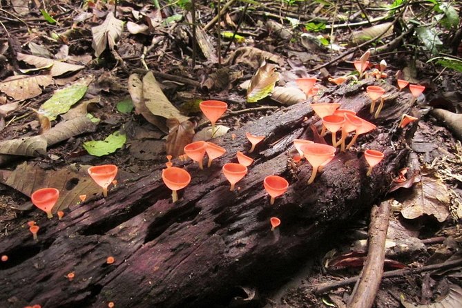Khao Yai National Park Hiking Day Tour: Haew Narok and Haew Suwat - Tour Requirements