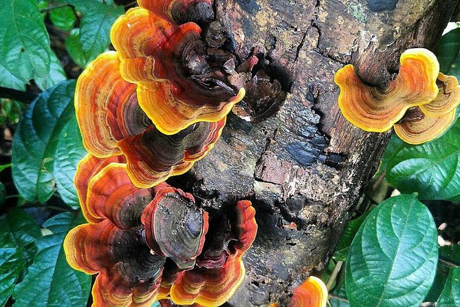 Khao Yai National Park Hiking Day Tour: Haew Narok and Haew Suwat - Highlights