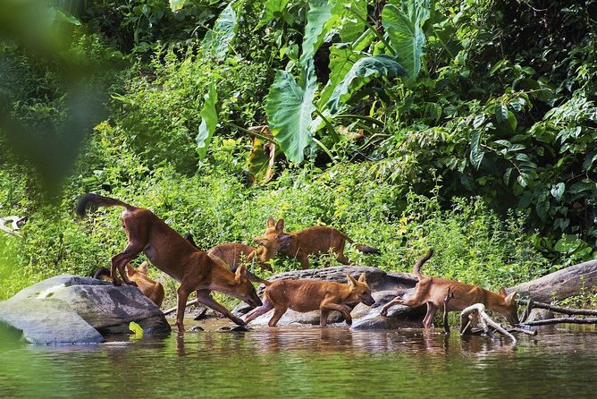 Khao Yai National Park Tour From Bangkok Including Thai Cooking Class (Sha Plus) - What to Expect on the Tour