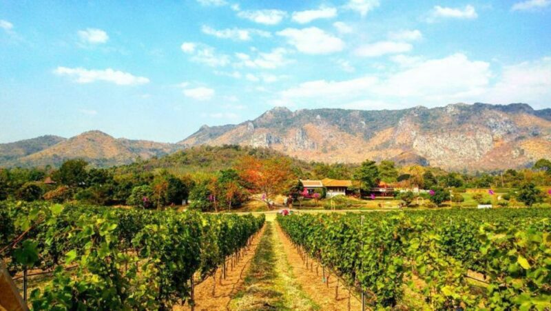 Khao Yai Vineyard Tasting Tour & Horse Farm Visit - Itinerary Highlights