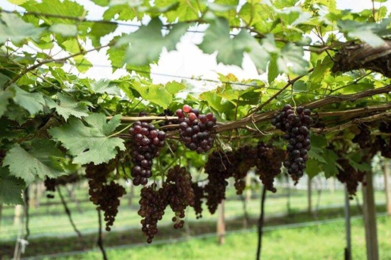 Khao Yai Vineyard Tasting Tour & Horse Farm Visit - Important Information