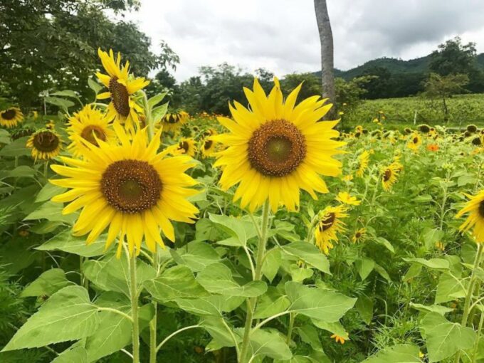 Khao Yai Vineyard Tasting Tour & Horse Farm Visit - Farm Activities