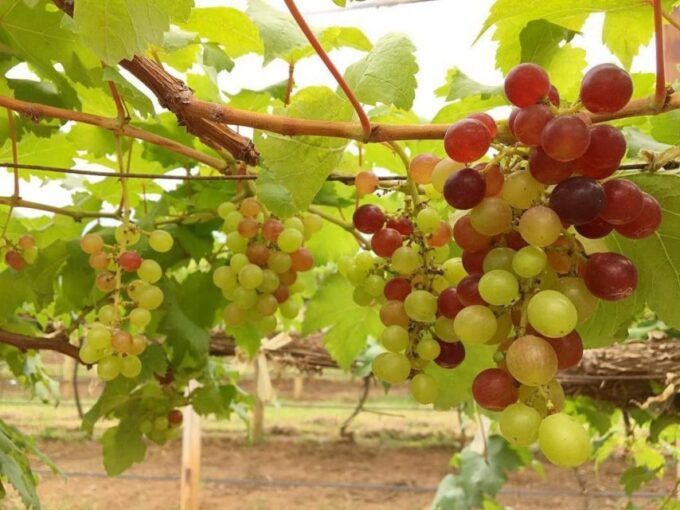 Khao Yai Vineyard Tasting Tour & Horse Farm Visit - Dining at The Great Hornbill