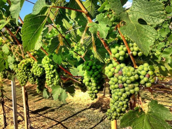 Khao Yai Vineyard Tasting Tour & Horse Farm Visit - Frequently Asked Questions