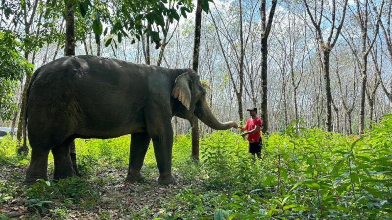 Khaolak: Begin the Day With Elephants - Walk and Feed Tour - Included Services