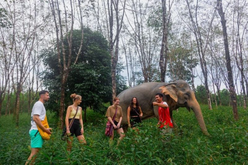 Khaolak: Begin the Day With Elephants - Walk and Feed Tour - Important Information