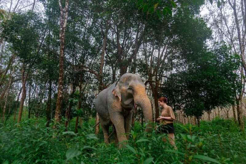 Khaolak: Begin the Day With Elephants - Walk and Feed Tour - Booking and Cancellation