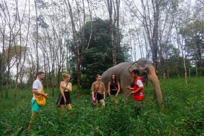 Khaolak: Begin the Day With Elephants - Walk and Feed Tour - Frequently Asked Questions