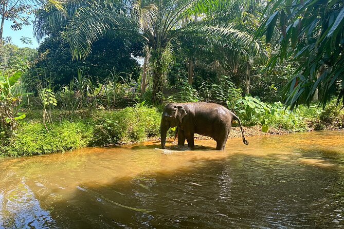 Khaolak Elephant Sanctuary, Cooking Class and Waterfall Tour - Exploring the Khaolak Elephant Sanctuary