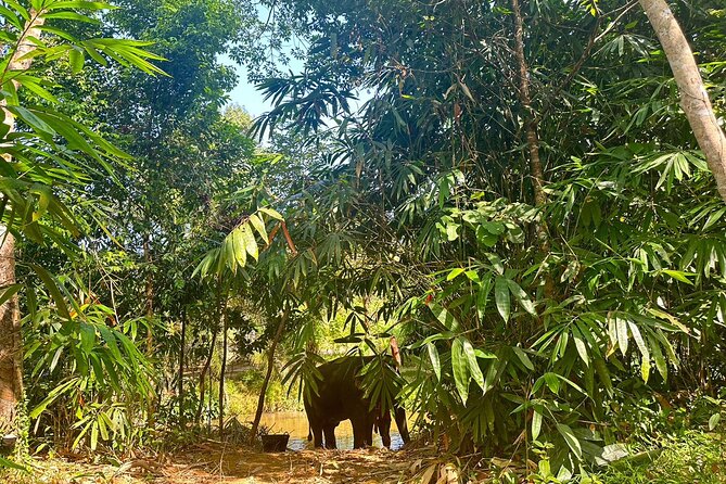 Khaolak Elephant Sanctuary, Cooking Class and Waterfall Tour - Thai Cooking Class and Waterfall Visit