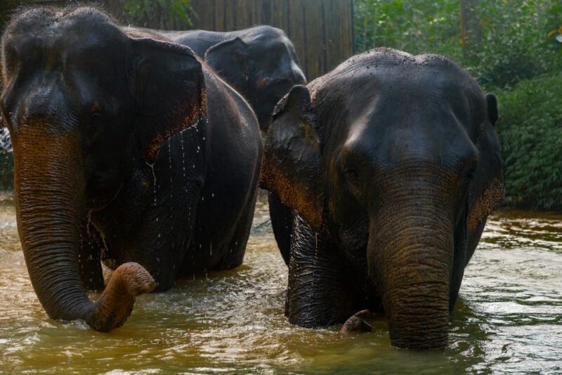 Khaolak: Elephant Sanctuary Guided Tour With Hotel Transfers - Pricing and Booking