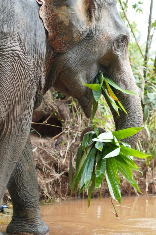 Khaolak: Elephant Sanctuary Guided Tour With Hotel Transfers - Tour Highlights