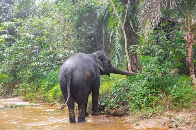 Khaolak: Elephant Sanctuary Guided Tour With Hotel Transfers - Ethical Elephant Sanctuary
